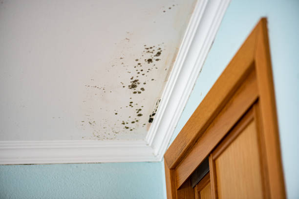 Best Toxic Mold Removal  in Holstein, IA