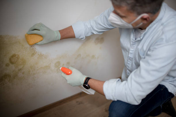 Office Mold Removal Services in Holstein, IA