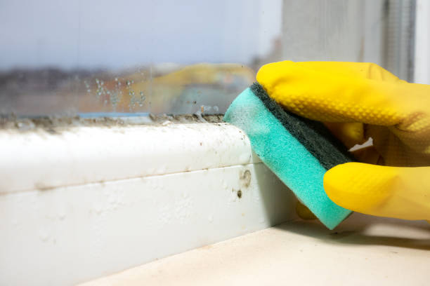 Professional Mold Removal in Holstein, IA