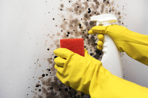 Mold Removal Process in Holstein, IA
