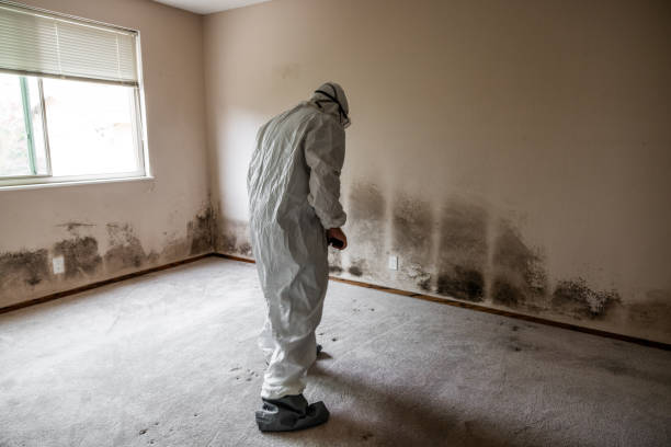 Best Fast Mold Removal  in Holstein, IA