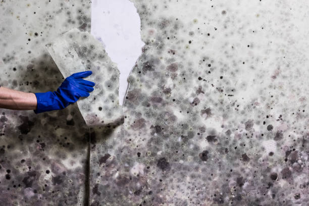 Best Local Mold Removal Service  in Holstein, IA