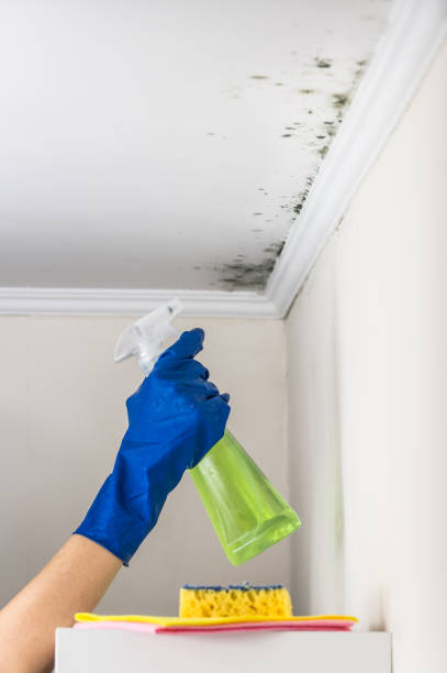Best Attic Mold Removal  in Holstein, IA